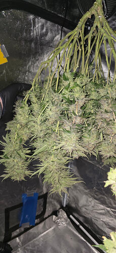 Growreport Bild 29