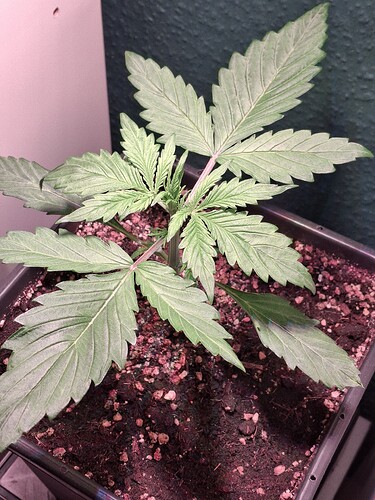 Growreport Bild 5