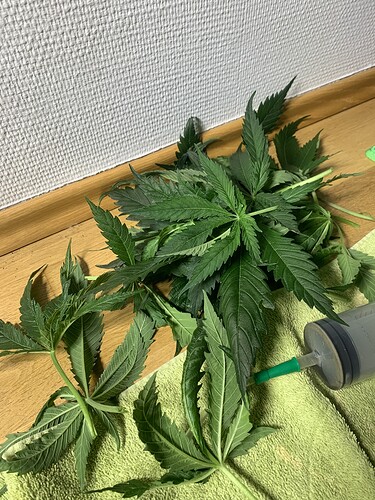 Growreport Bild 8