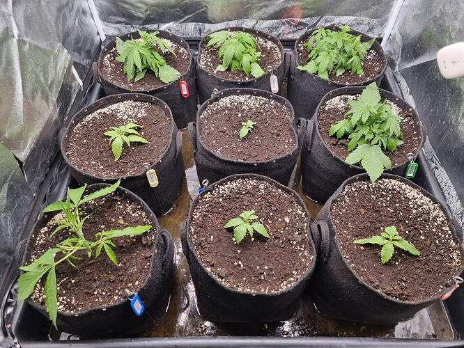 Mehrere junge Cannabispflanzen in verschiedenen Wachstumsstadien in schwarzen Stofftöpfen auf einer Unterlage.