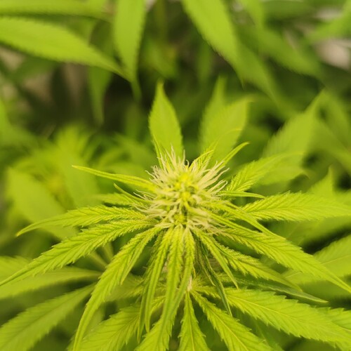 Growreport Bild 19