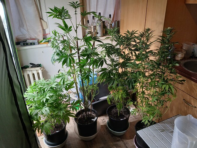 Growreport Bild 6