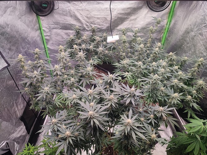 Growreport Bild 6