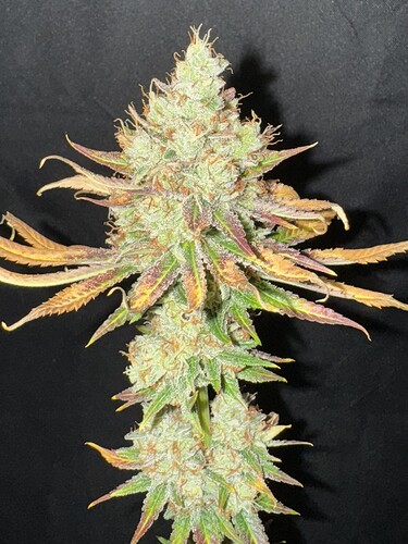 Growreport Bild 42