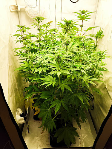 Growreport Bild 2