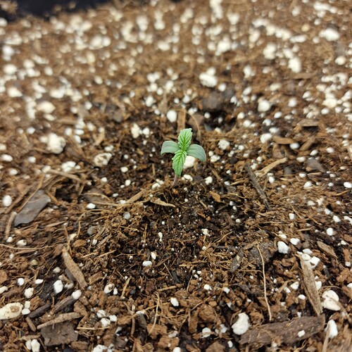 Growreport Bild 14