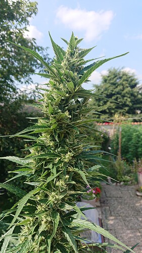 Growreport Bild 20