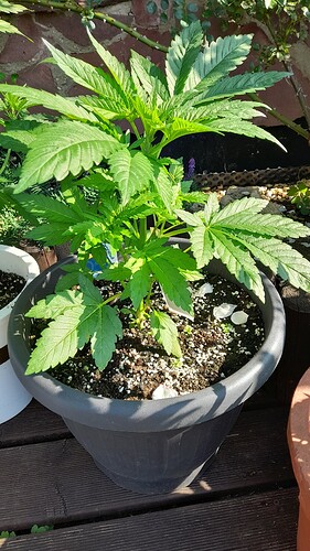 Growreport Bild 9