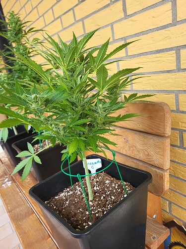 Growreport Bild 14
