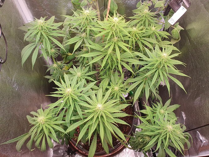 Growreport Bild 2