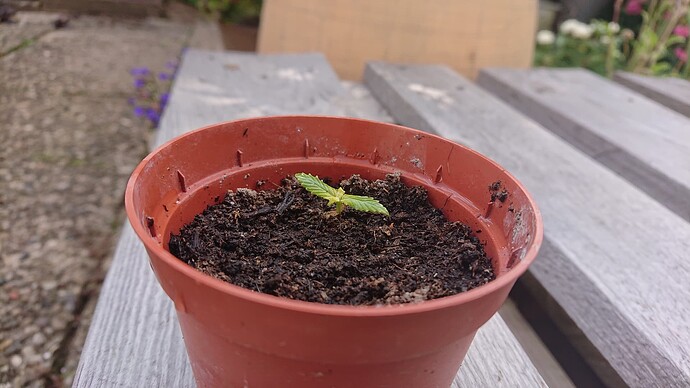 Growreport Bild 66