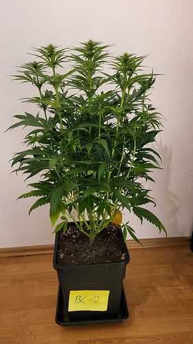 Growreport Bild 12