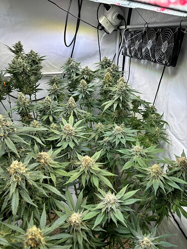 Growreport Bild 40