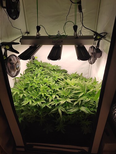 Growreport Bild 2
