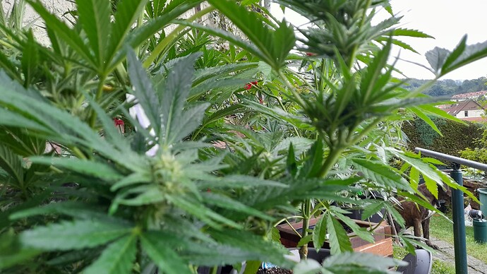 Growreport Bild 33