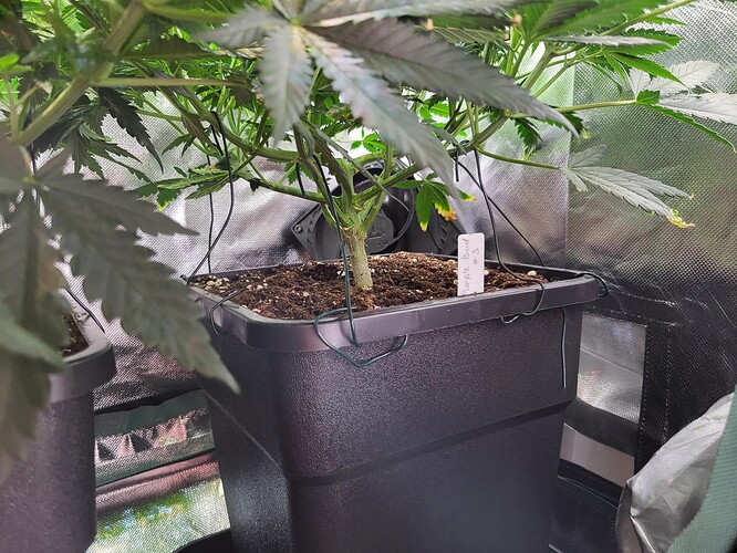 Growreport Bild 3