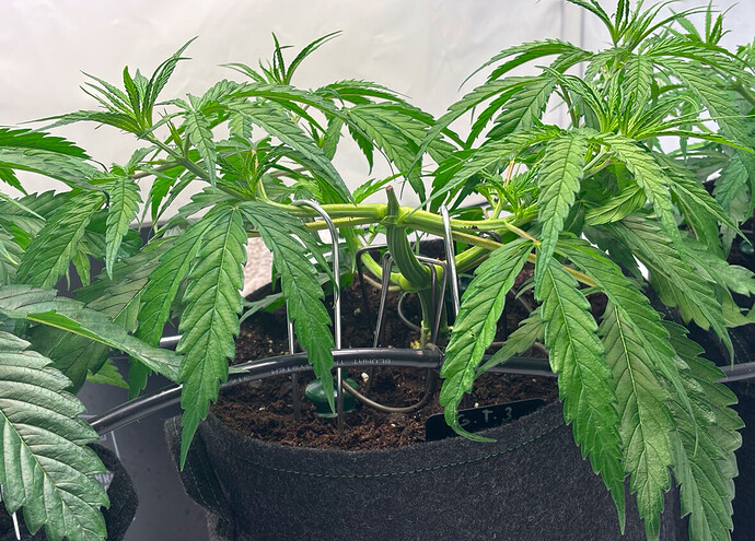 Growreport Bild 3
