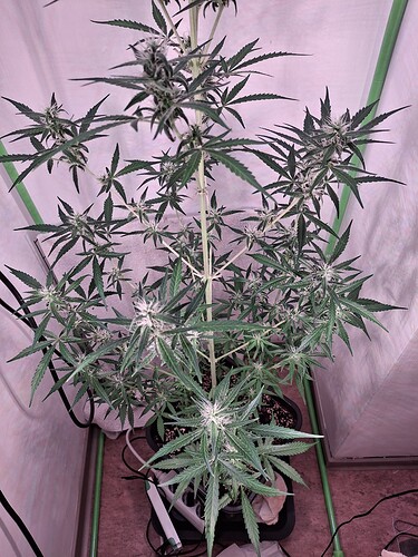Growreport Bild 217