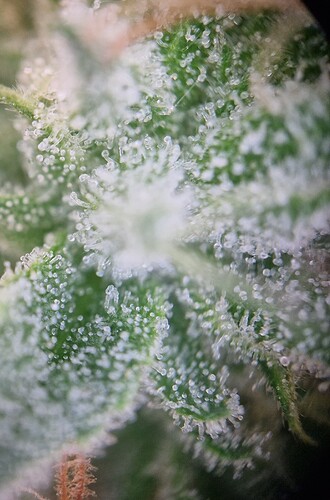 Growreport Bild 5