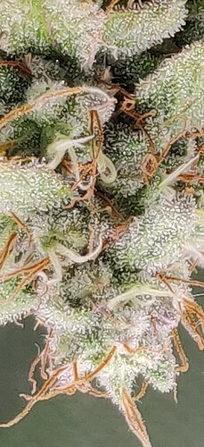 IMG_20240619_091648