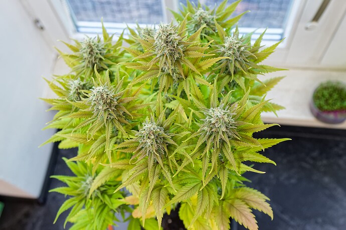 Growreport Bild 5