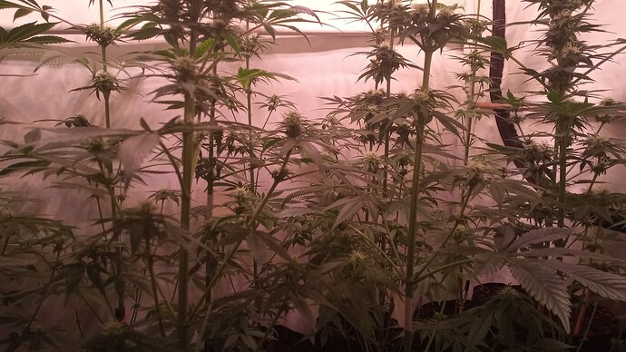 Growreport Bild 32
