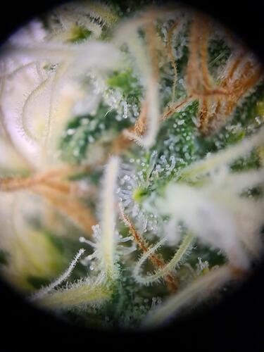 signal-2024-09-03-221130_008