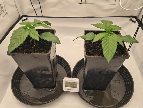 Growreport Bild 9