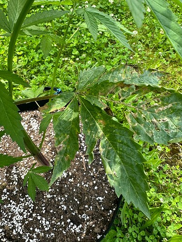 Growreport Bild 5