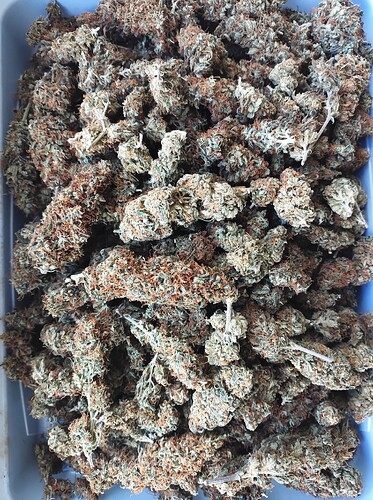 Growreport Bild 4