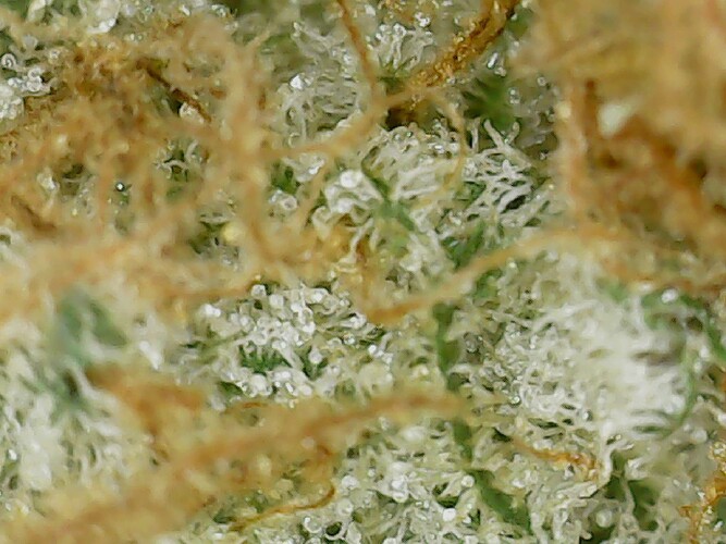 Growreport Bild 4