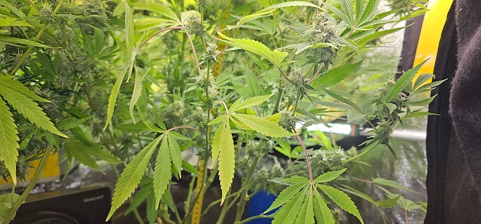 Growreport Bild 31