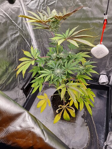 Eine einzelne Cannabis-Pflanze in der Blütephase, die in einem schwarzen Topf in einem Growzelt steht. Die Pflanze hat mehrere Blütenstände und zeigt Anzeichen von Nährstoffmangel, da einige Blätter gelb werden.