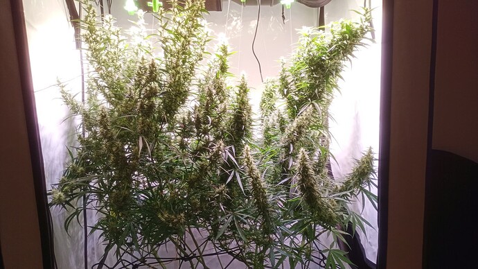 Growreport Bild 4