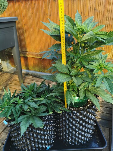 Growreport Bild 9
