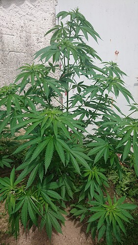 Growreport Bild 29