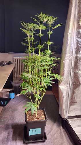 Growreport Bild 3