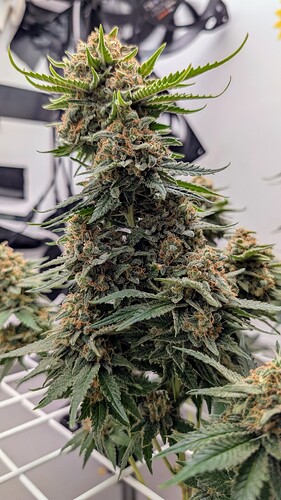 Growreport Bild 39