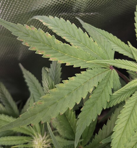 Growreport Bild 2
