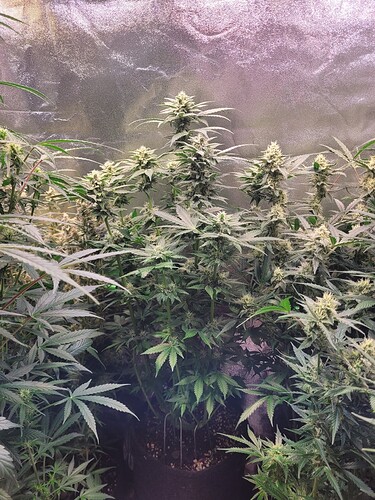 Growreport Bild 8