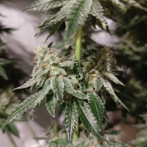 Growreport Bild 4