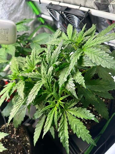 Growreport Bild 26