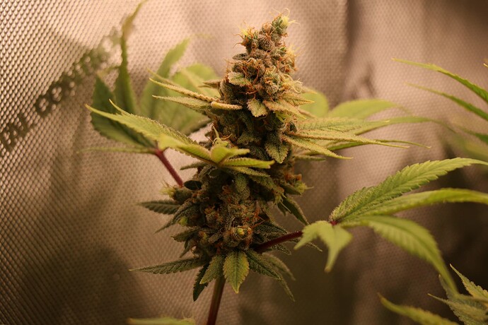Growreport Bild 32