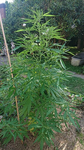 Growreport Bild 89