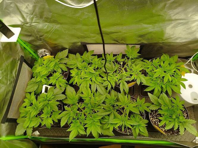 Growreport Bild 1