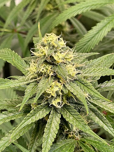 Growreport Bild 24