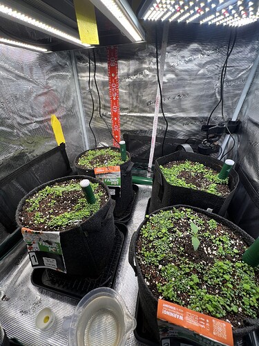 Growreport Bild 3