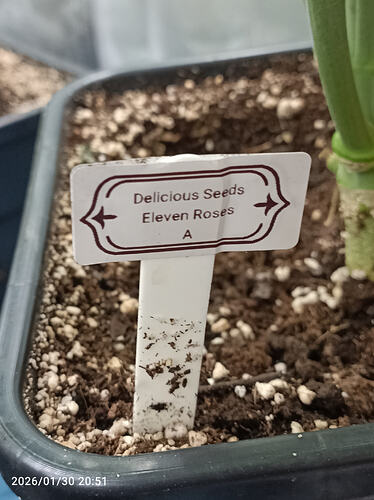 Growreport Bild 24