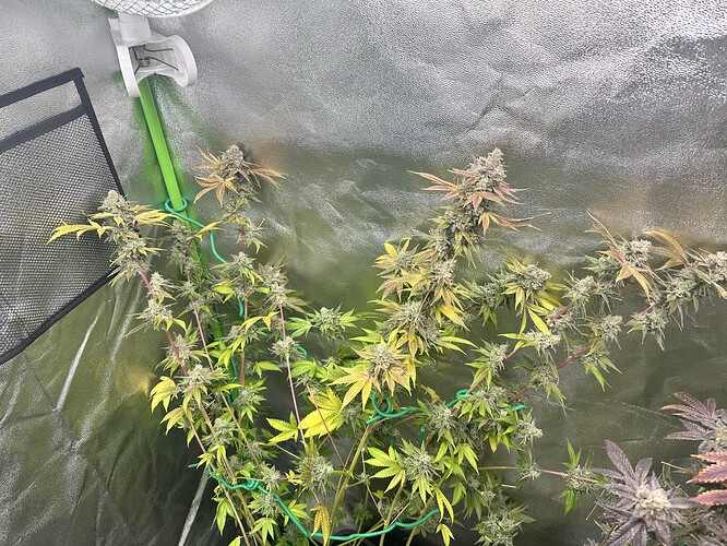 Growreport Bild 1