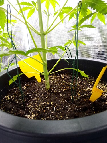 IMG_2025-04-01-20-32-50-767